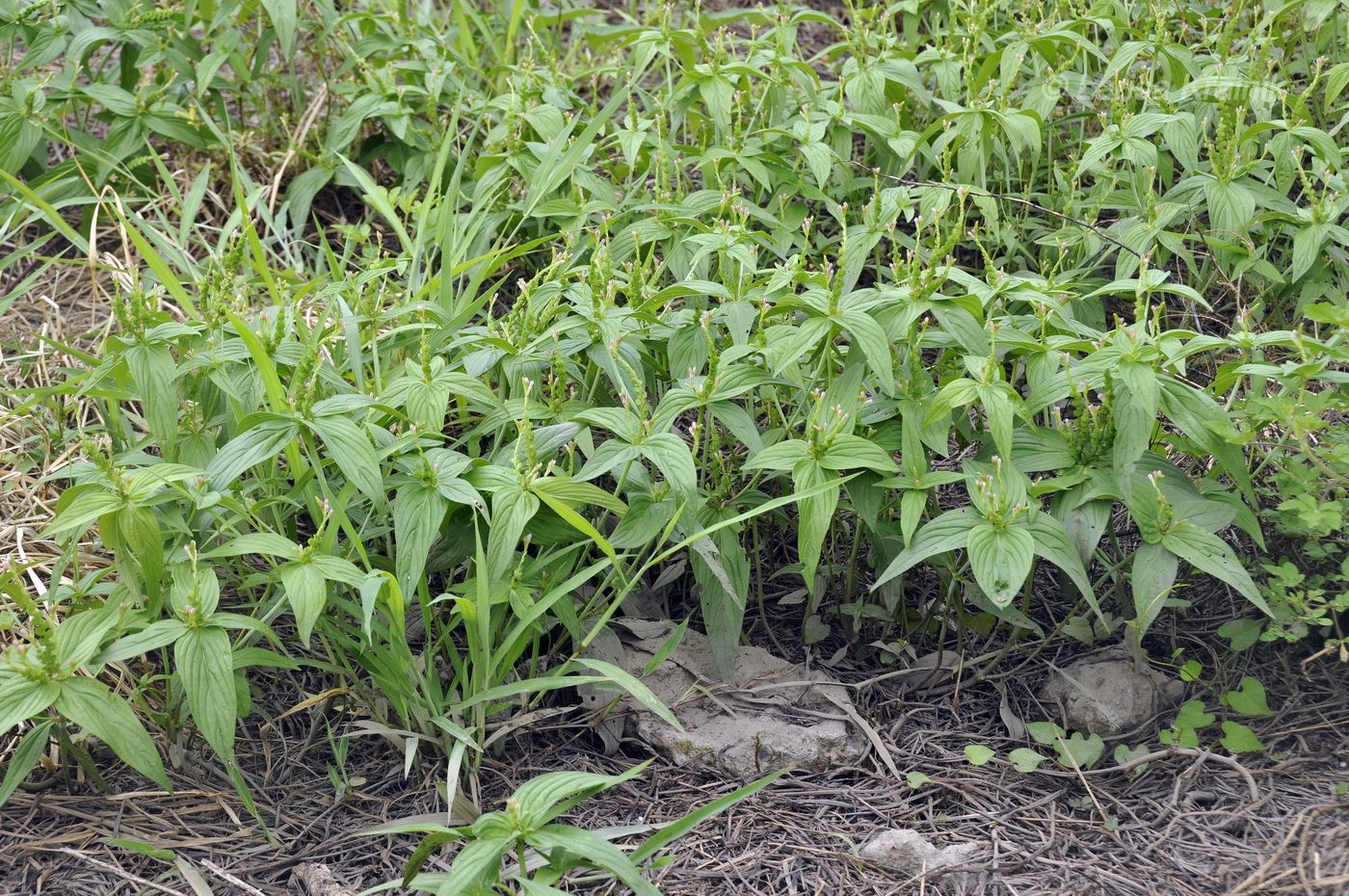 Image of genus Spigelia specimen.