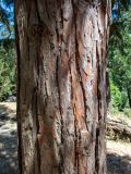 Calocedrus decurrens. Часть ствола. Крым, Южный Берег, городской округ Ялта, Массандровский парк. 29.05.2024.