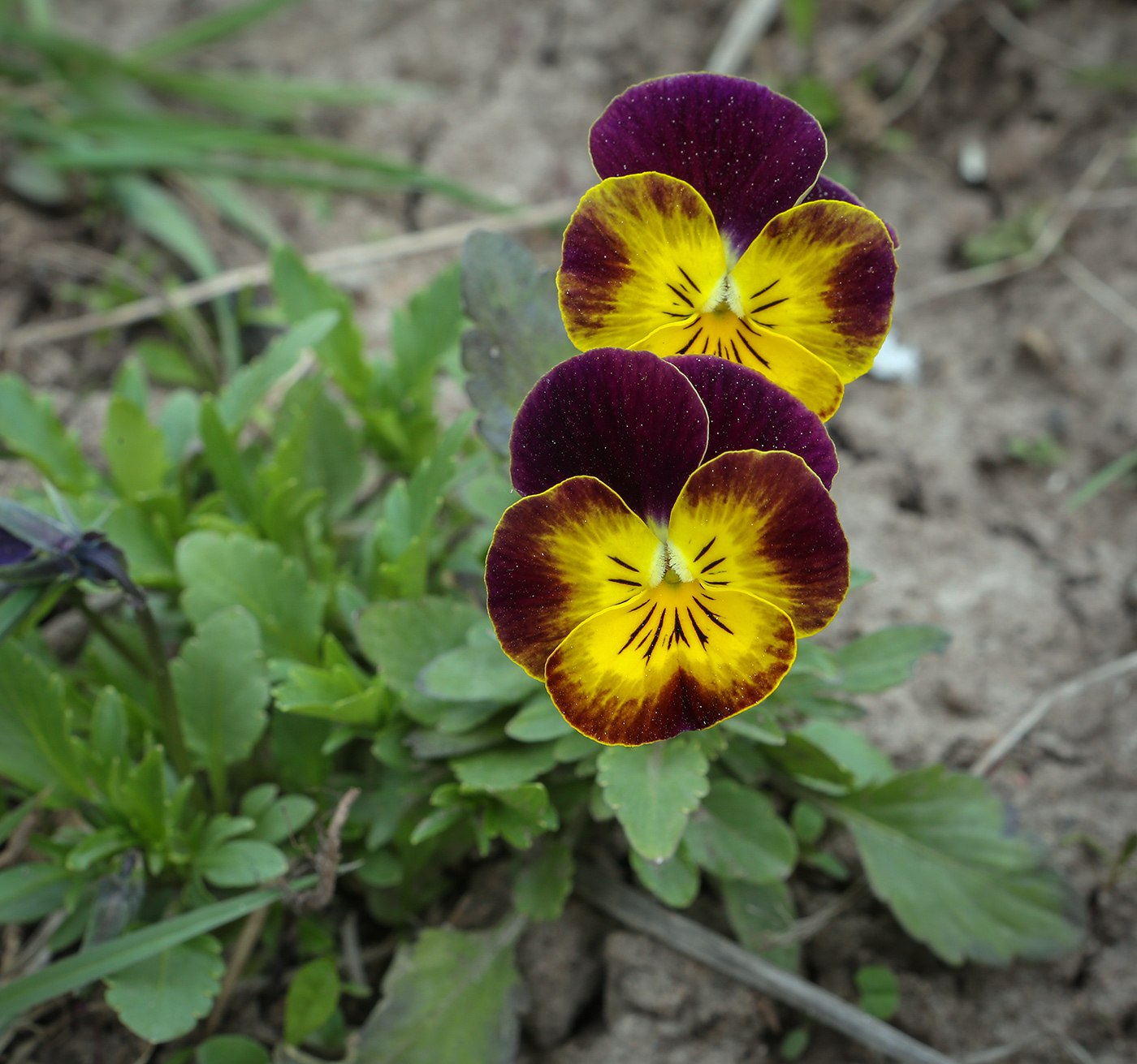 Image of Viola wittrockiana specimen.