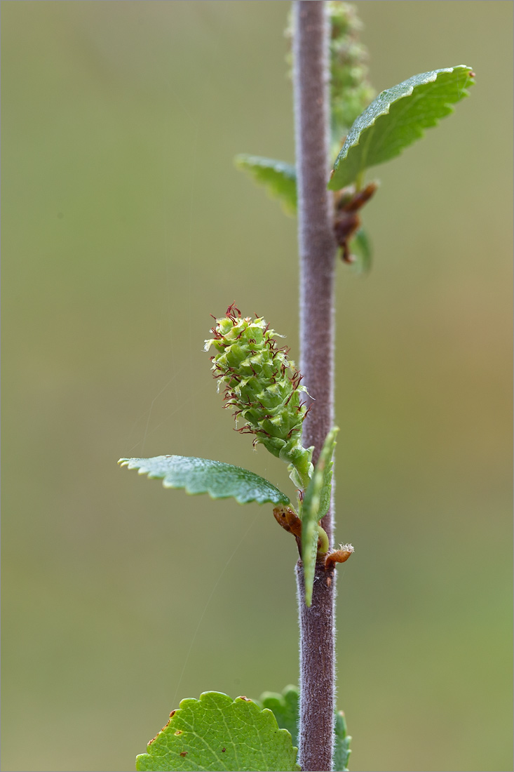 Image of Betula nana specimen.