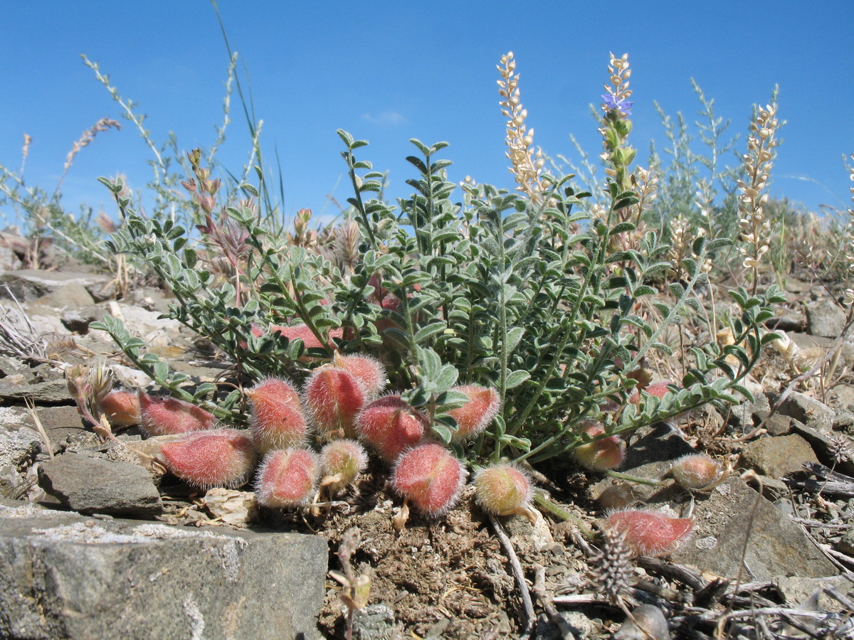 Изображение особи Astragalus lasiophyllus.