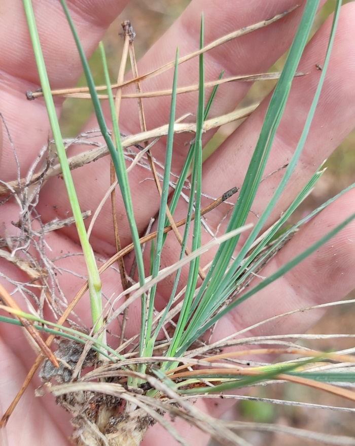 Изображение особи Koeleria glauca.