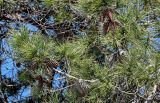View full-size image Pinus pityusa