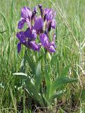 Смотреть изображение род Iris