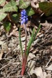 Muscari armeniacum