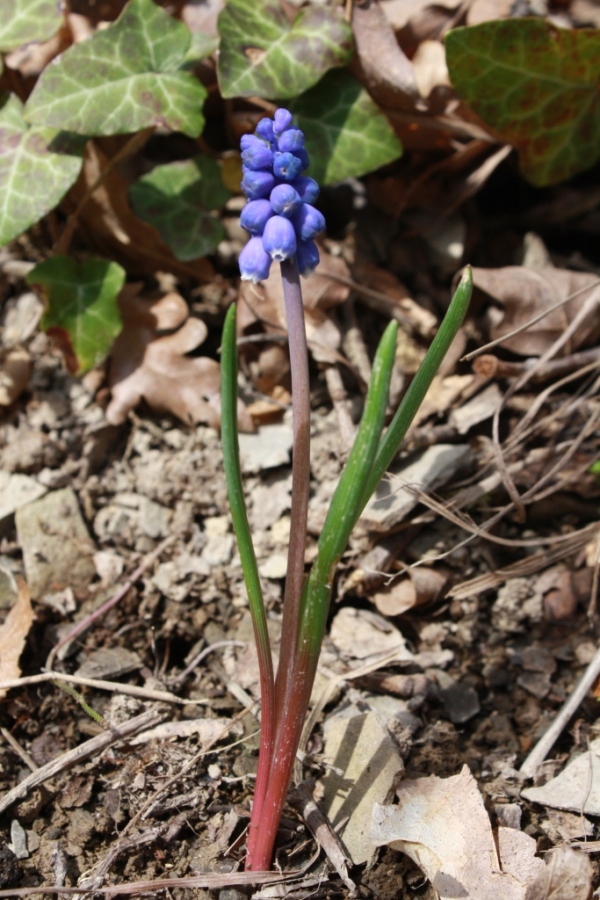 Image of Muscari armeniacum specimen.