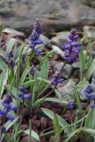 View full-size image Hyacinthella lazulina