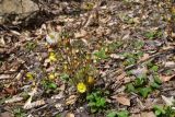 View full-size image Tussilago farfara