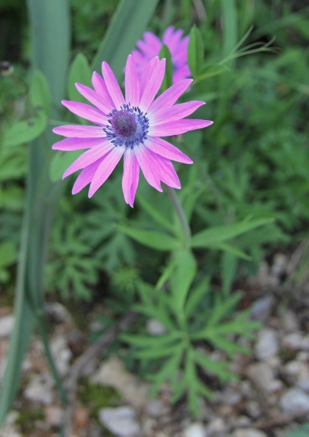 Изображение особи Anemone hortensis.