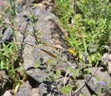 View full-size image Ziziphora graveolens