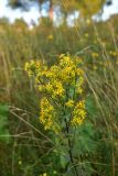 View full-size image Solidago virgaurea