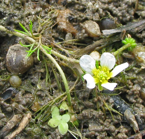 Image of Ranunculus trichophyllus specimen.