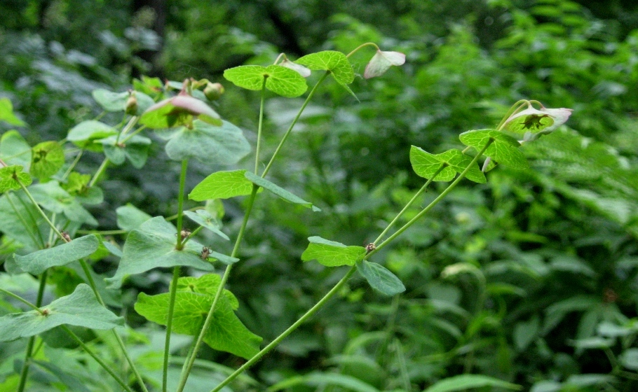 Изображение особи Euphorbia macroceras.