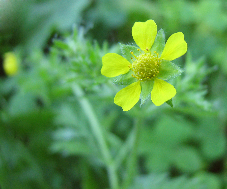 Image of Potentilla supina ssp. costata specimen.