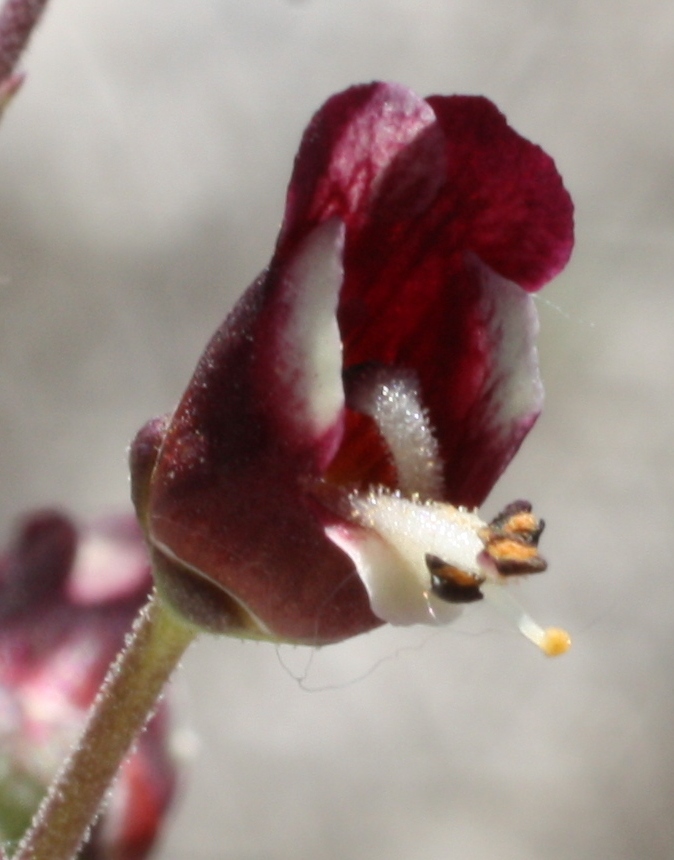 Image of Scrophularia cretacea specimen.