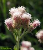 Antennaria dioica. Общее кистевидно-метельчатое соцветие, состоящее из соцветий-корзинок (вид сбоку). Украина, Ивано-Франковская обл., Надворнянский р-н, природный заповедник \"Горганы\", Кливки, горный луг. 17 июня 2011 г.