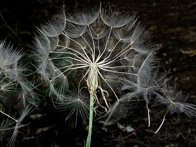 Изображение особи Tragopogon porrifolius ssp. longirostris.