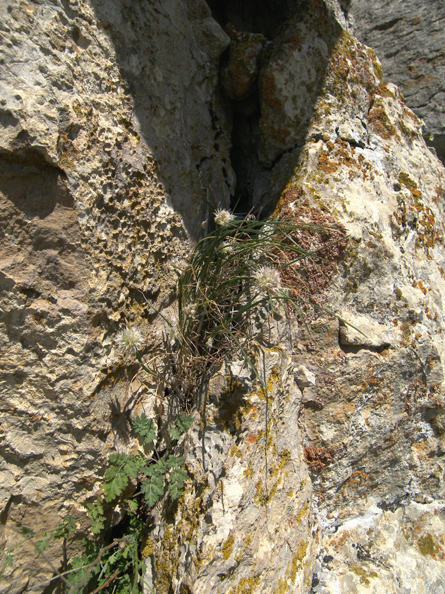 Image of Allium schistosum specimen.