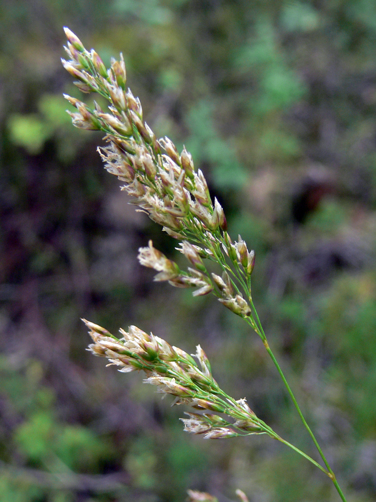 Image of Deschampsia cespitosa specimen.