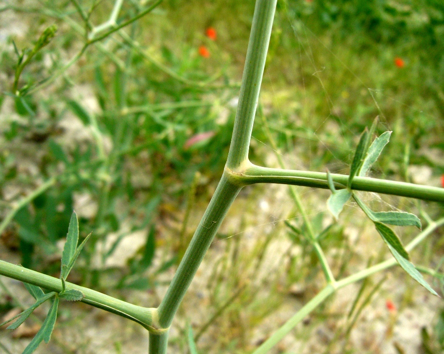 Изображение особи семейство Apiaceae.