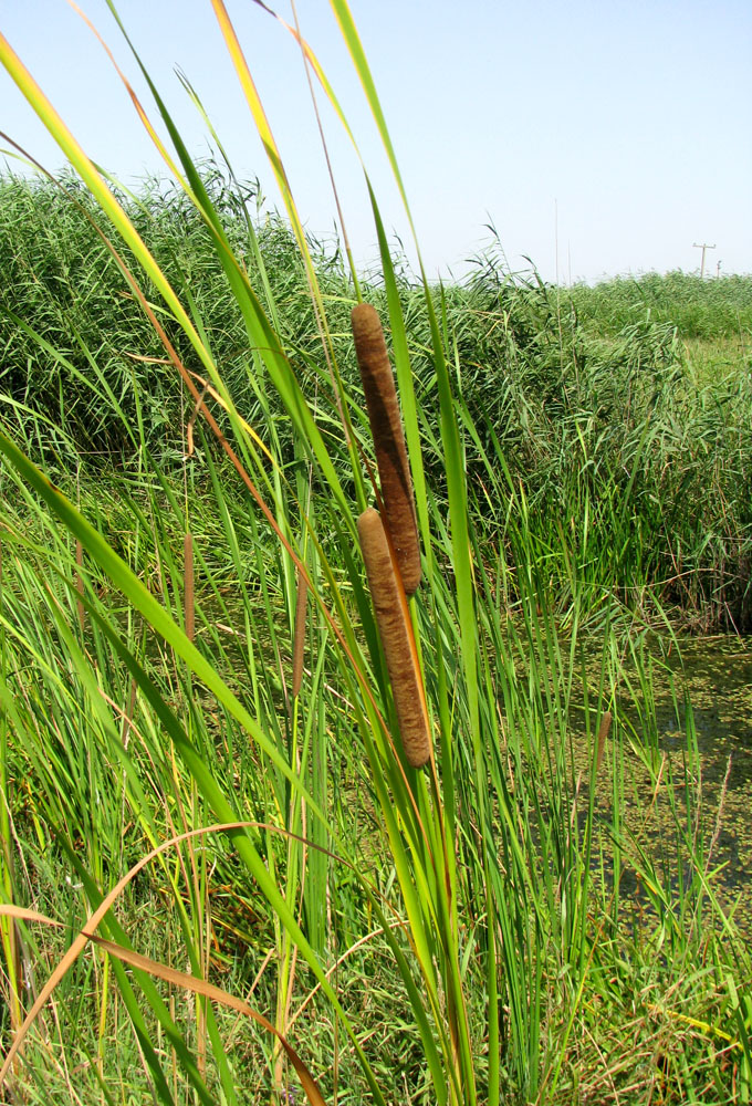 Image of Typha angustifolia specimen.