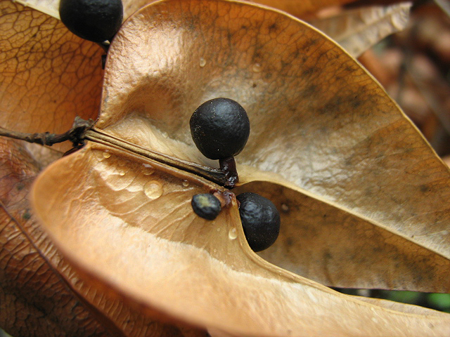 Image of Koelreuteria paniculata specimen.