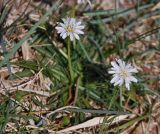 Taraxacum leucanthum