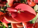 Erythrina crista-galli. Внутренняя часть цветка. Израиль, Шарон, г. Герцлия, в культуре. 09.05.2008.