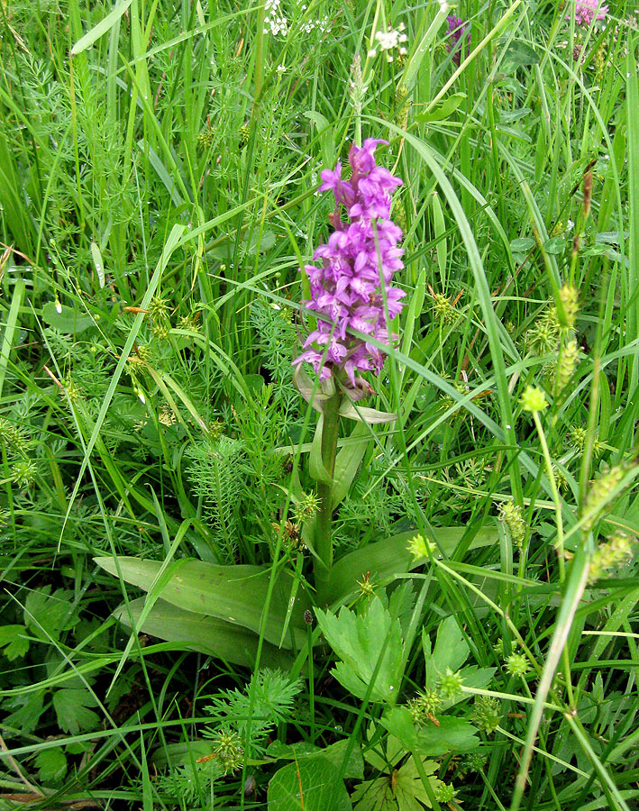 Image of Dactylorhiza majalis specimen.