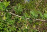 Grossularia uva-crispa. Ветвь с цветками. Татарстан, г. Бавлы, сад. 05.05.2012.