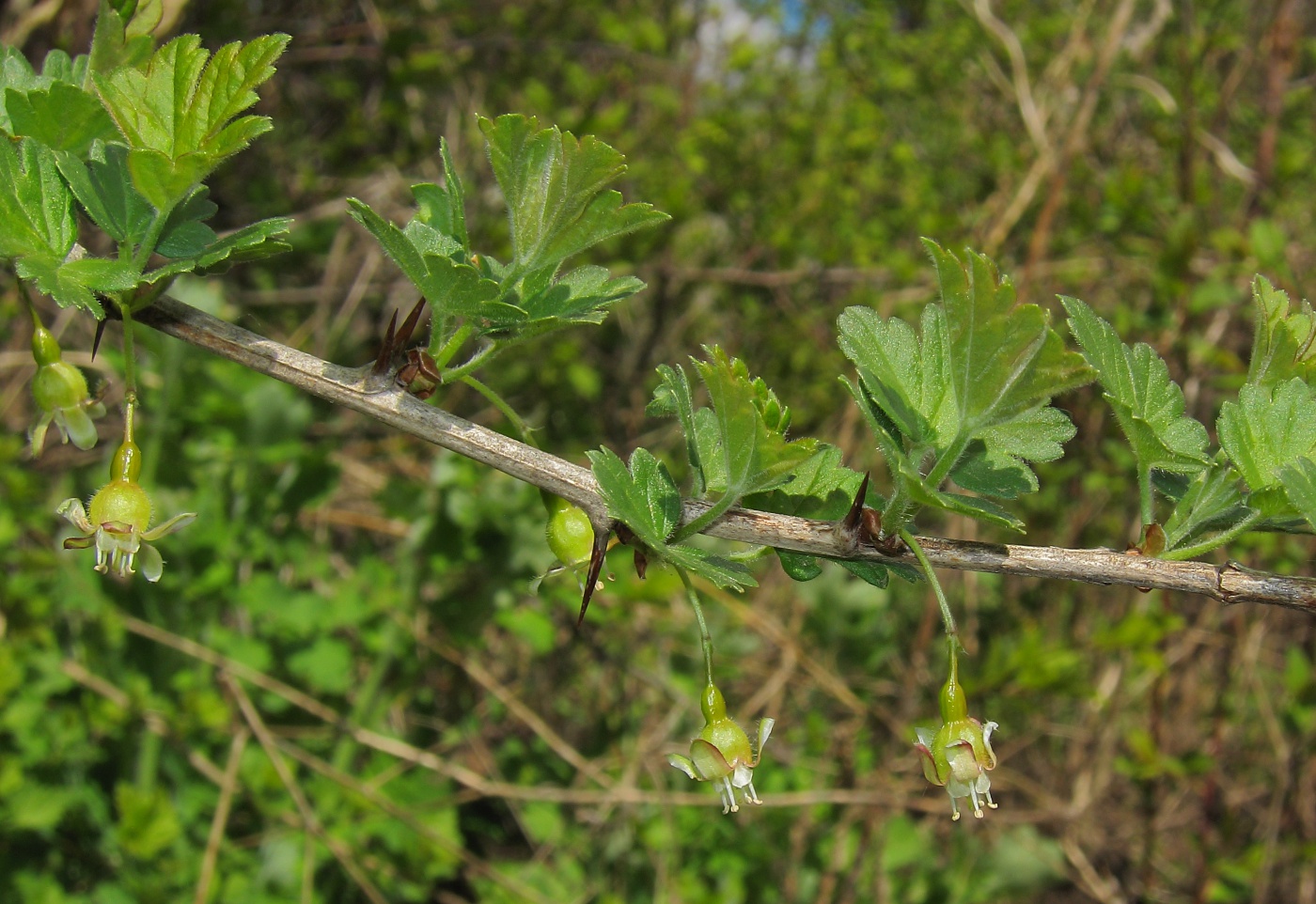 Изображение особи Grossularia uva-crispa.