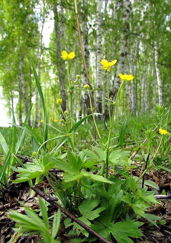 Изображение особи Ranunculus propinquus.