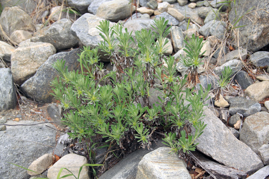 Image of Artemisia lagocephala specimen.