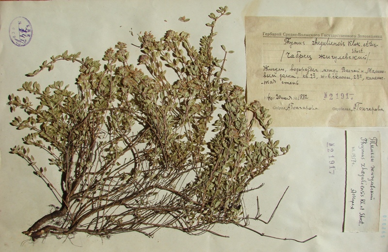 Image of Thymus zheguliensis specimen.