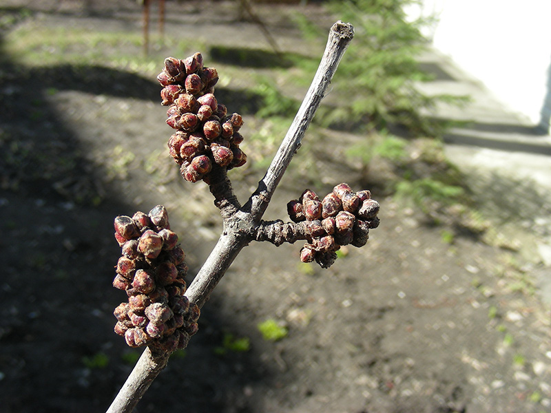 Image of Acer saccharinum specimen.