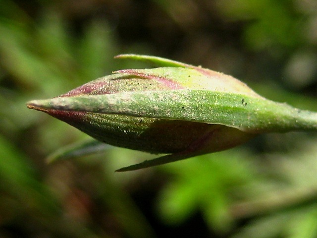 Изображение особи Dianthus versicolor.