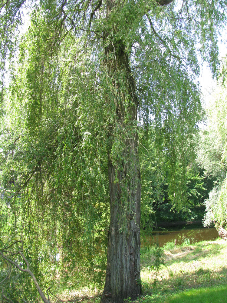 Image of Salix &times; blanda specimen.