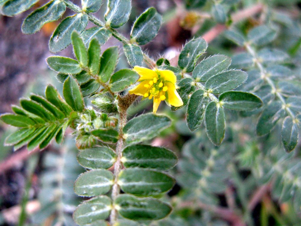 Image of Tribulus terrestris specimen.