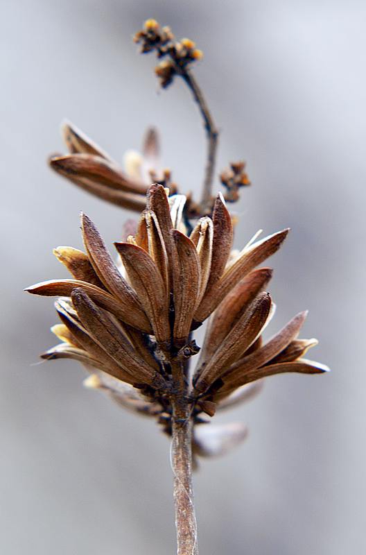 Изображение особи Syringa &times; henryi.