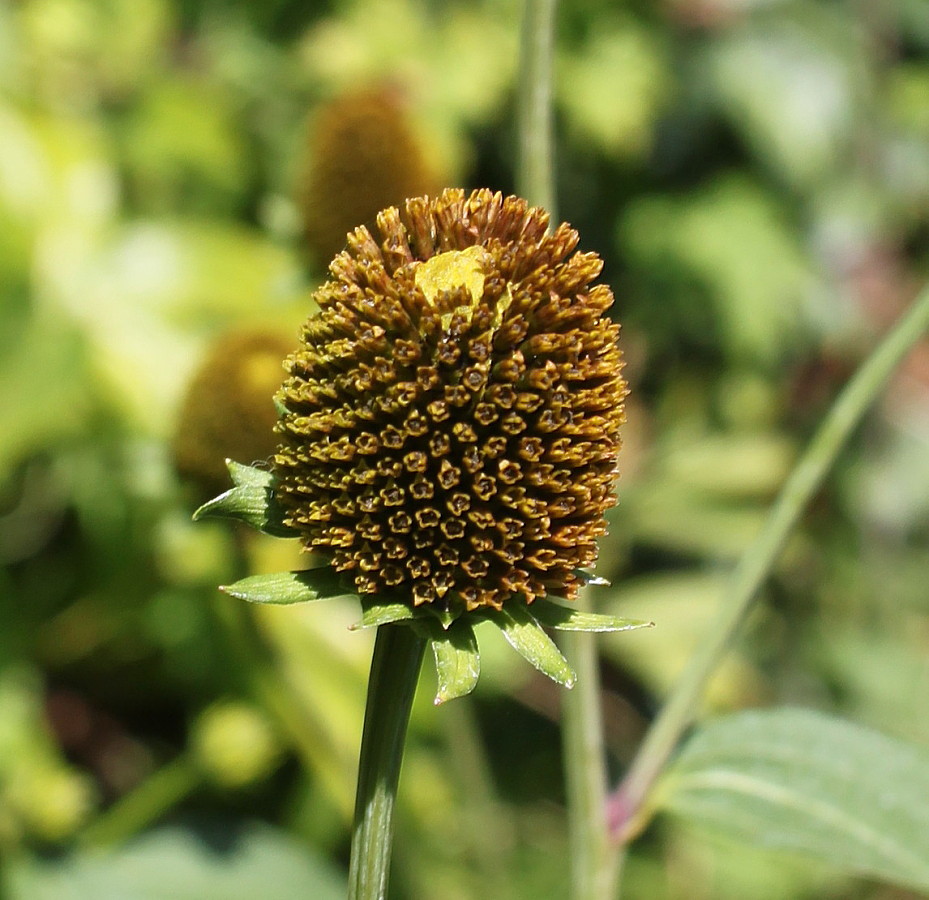 Изображение особи Rudbeckia laciniata.