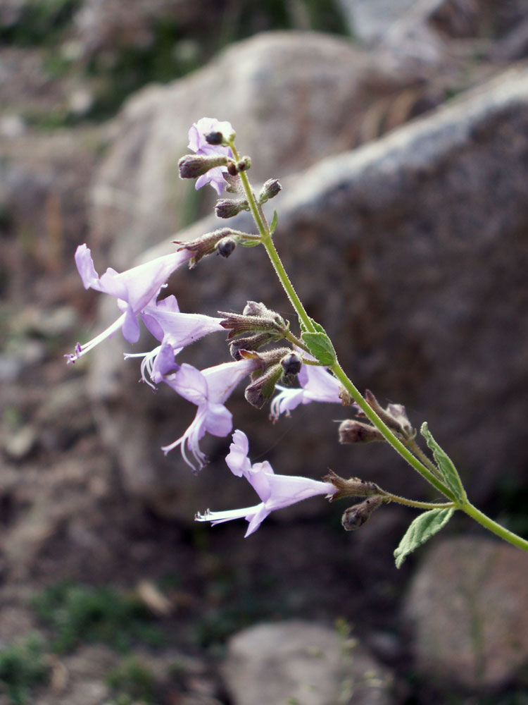 Image of Lophanthus schtschurowskianus specimen.