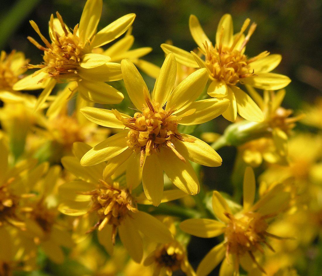 Image of Solidago virgaurea ssp. dahurica specimen.