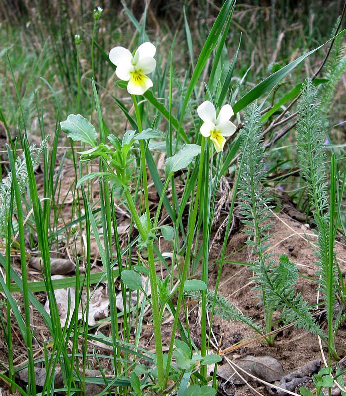 Image of Viola &times; contempta specimen.