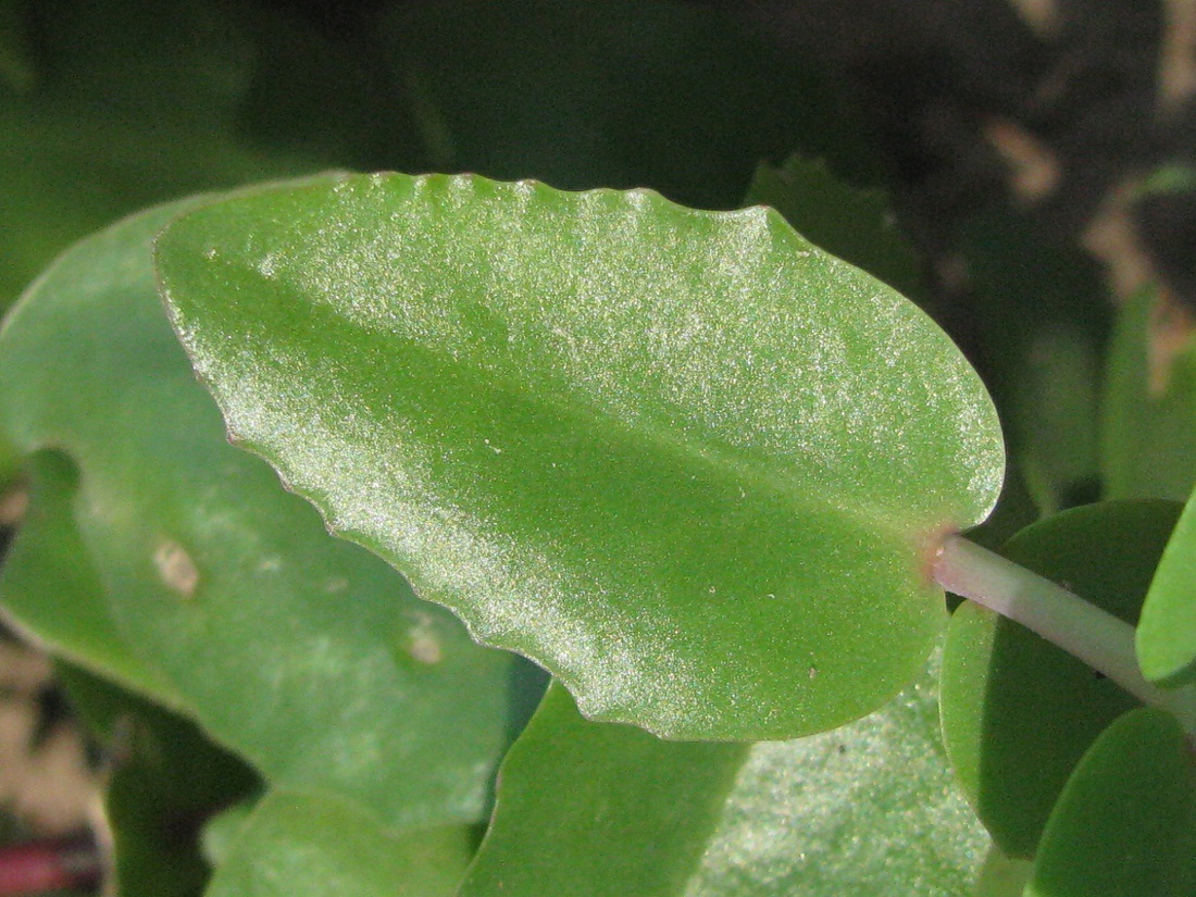 Image of Hylotelephium stepposum specimen.