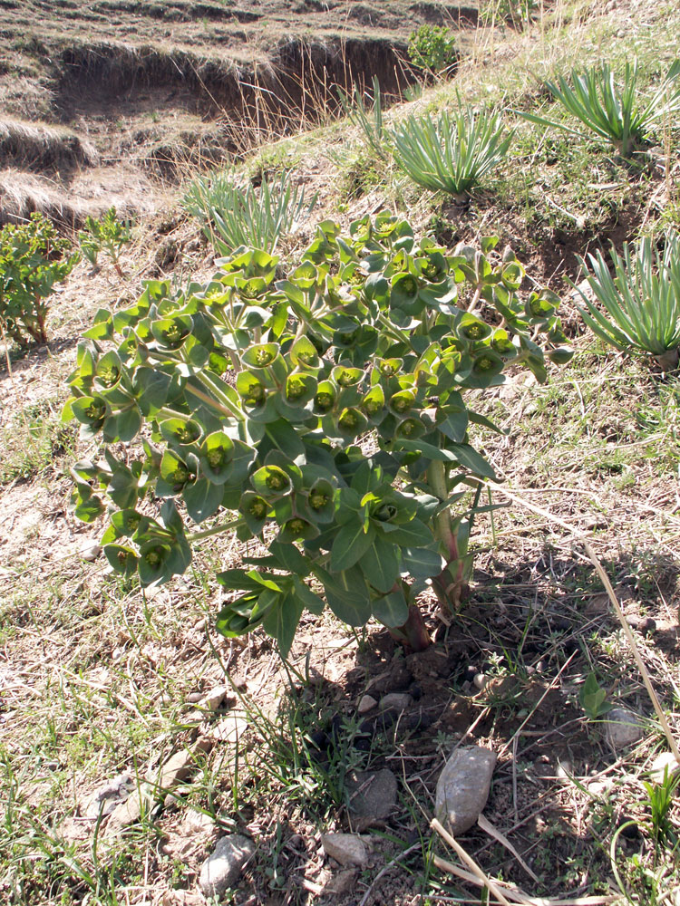 Изображение особи Euphorbia ferganensis.