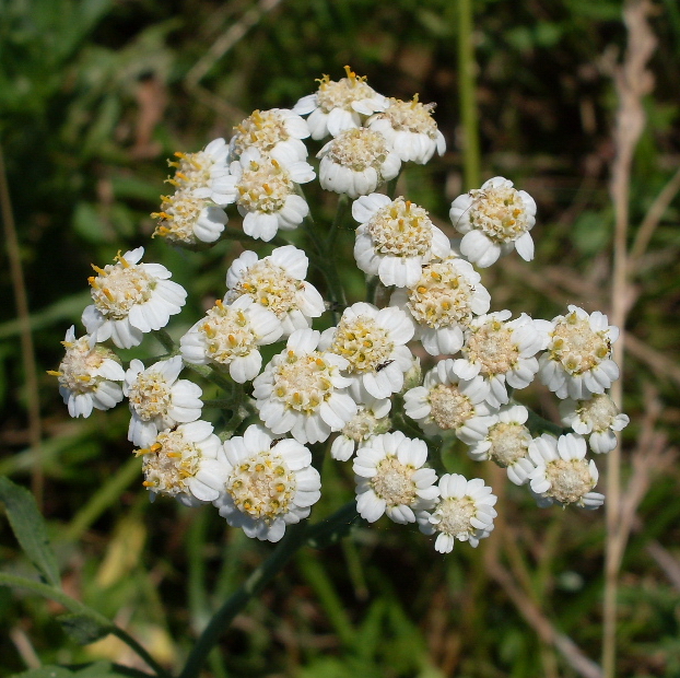 Image of Achillea salicifolia specimen.