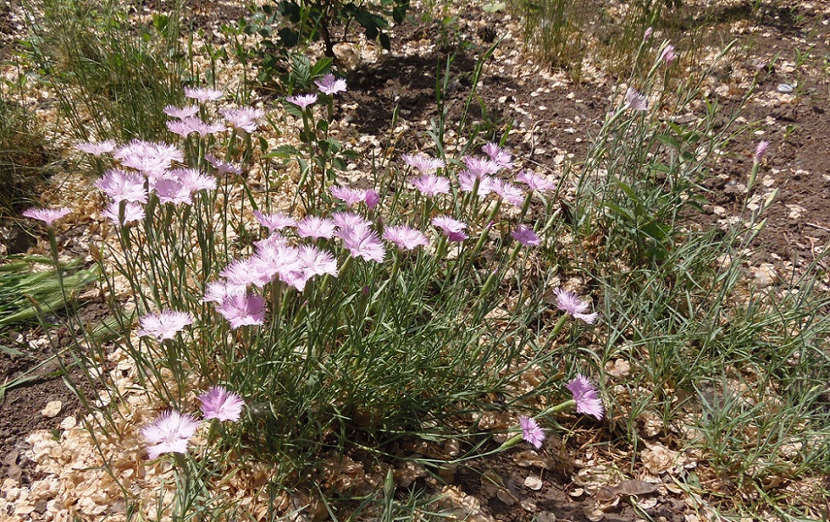 Image of genus Dianthus specimen.