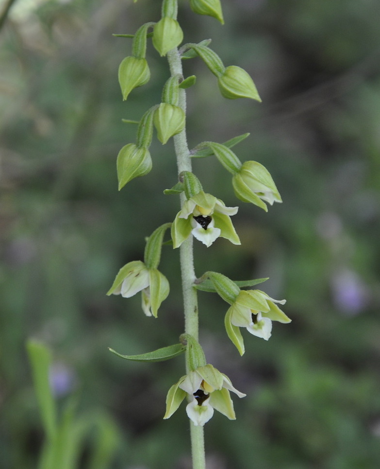 Image of Epipactis helleborine ssp. degenii specimen.