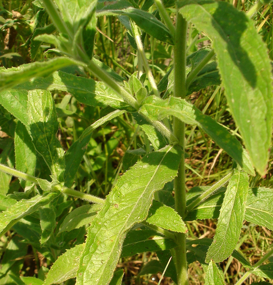 Изображение особи Epilobium hirsutum.