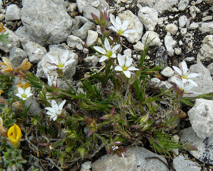 Image of Minuartia adenotricha specimen.